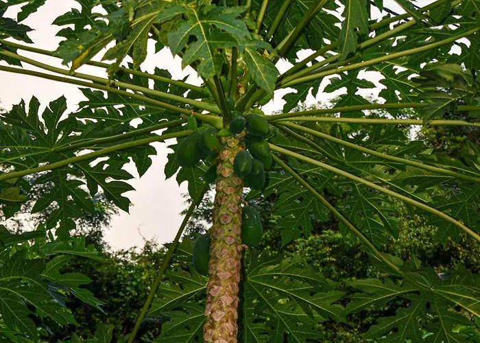 Apartment Wild Vanilla